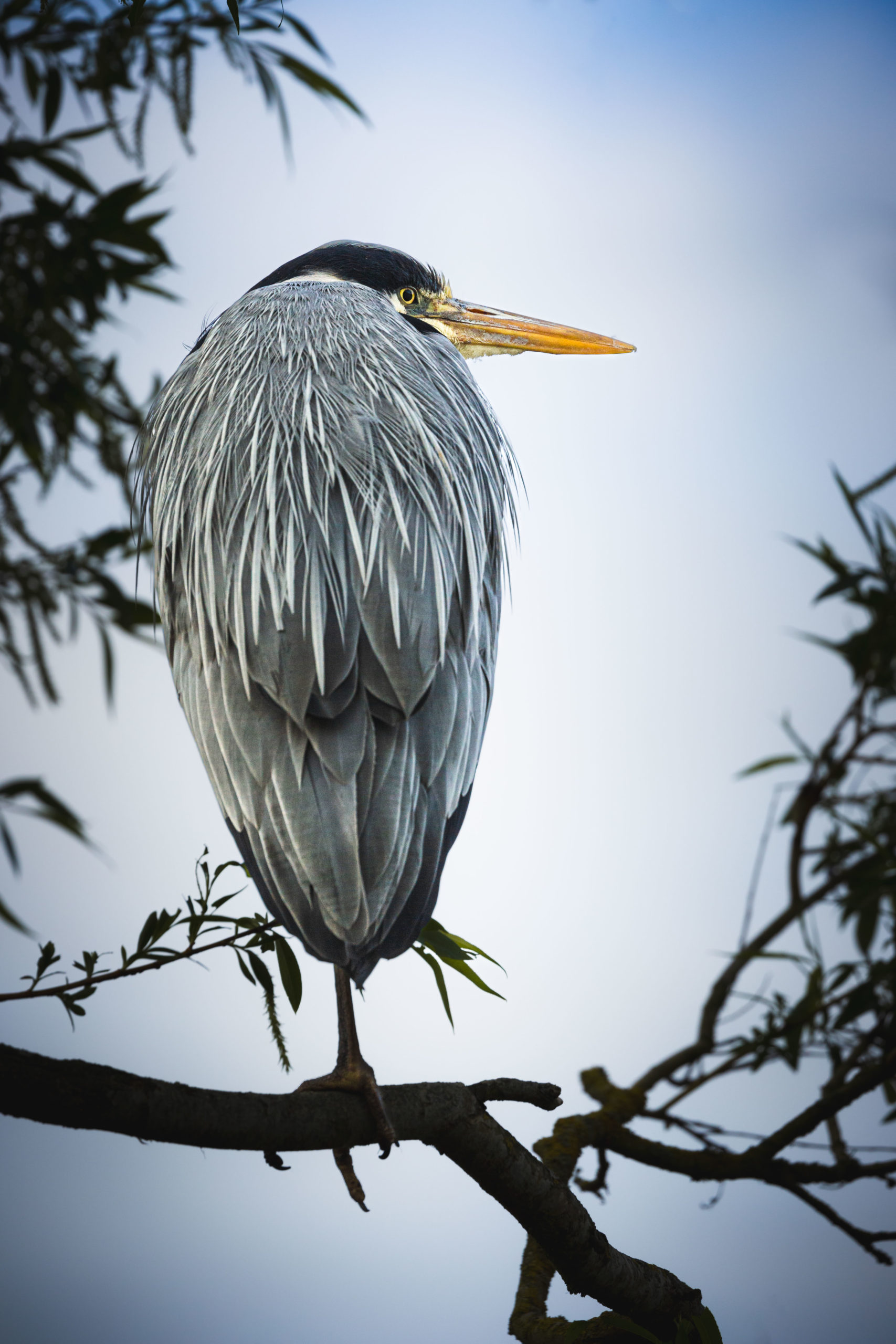 Grey Heron feather detail
