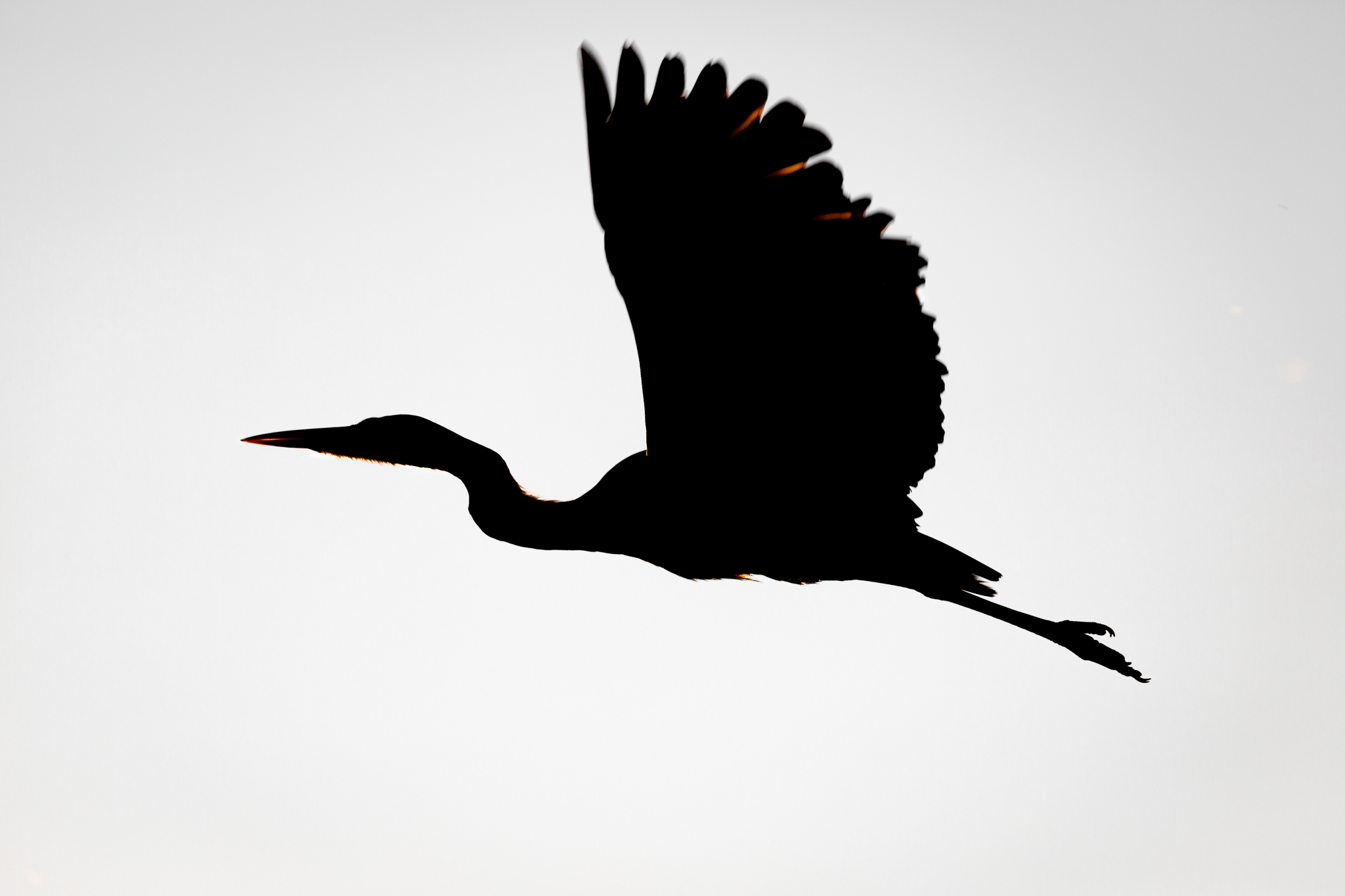 Grey Heron silhouette
