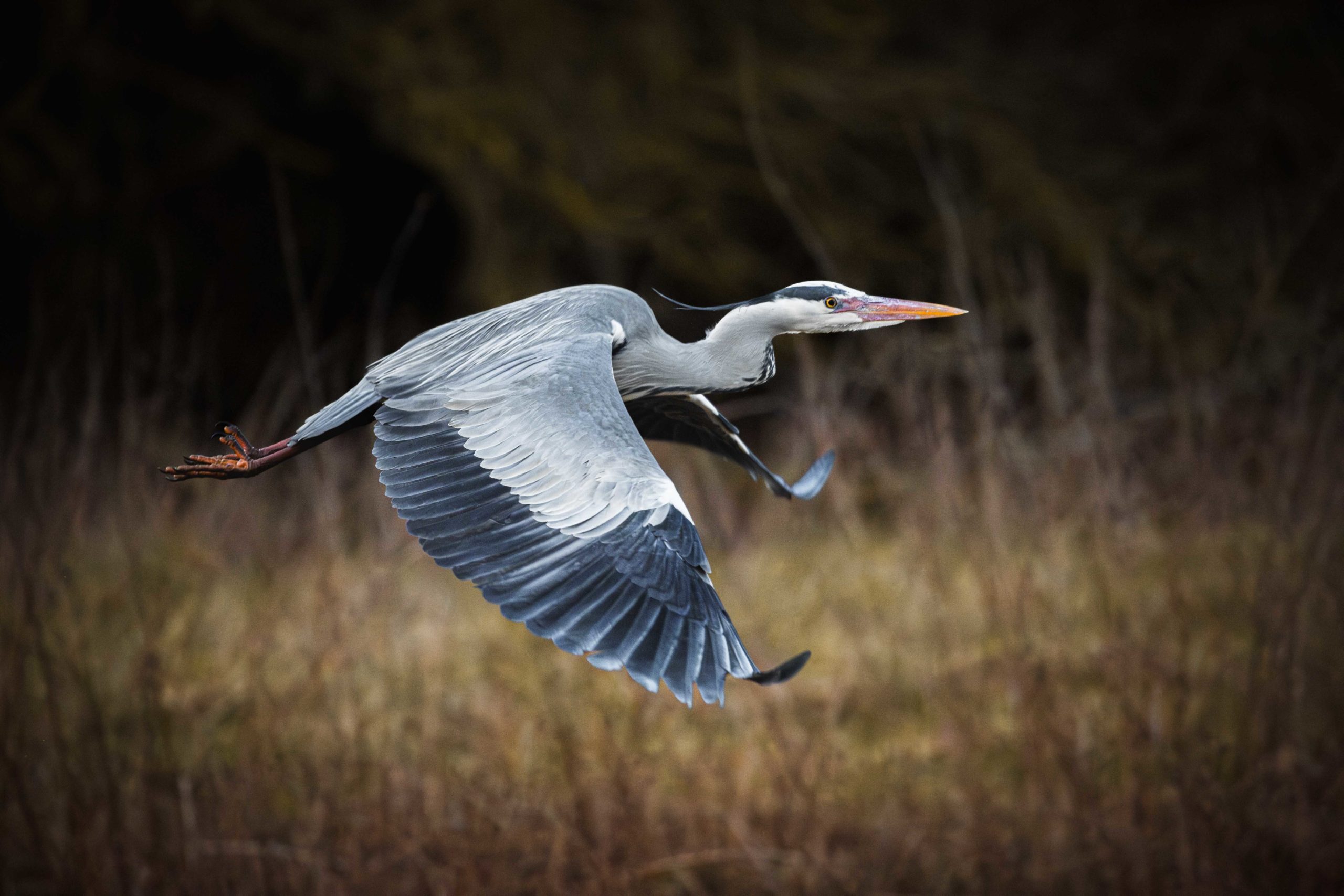 Grey Heron in flight