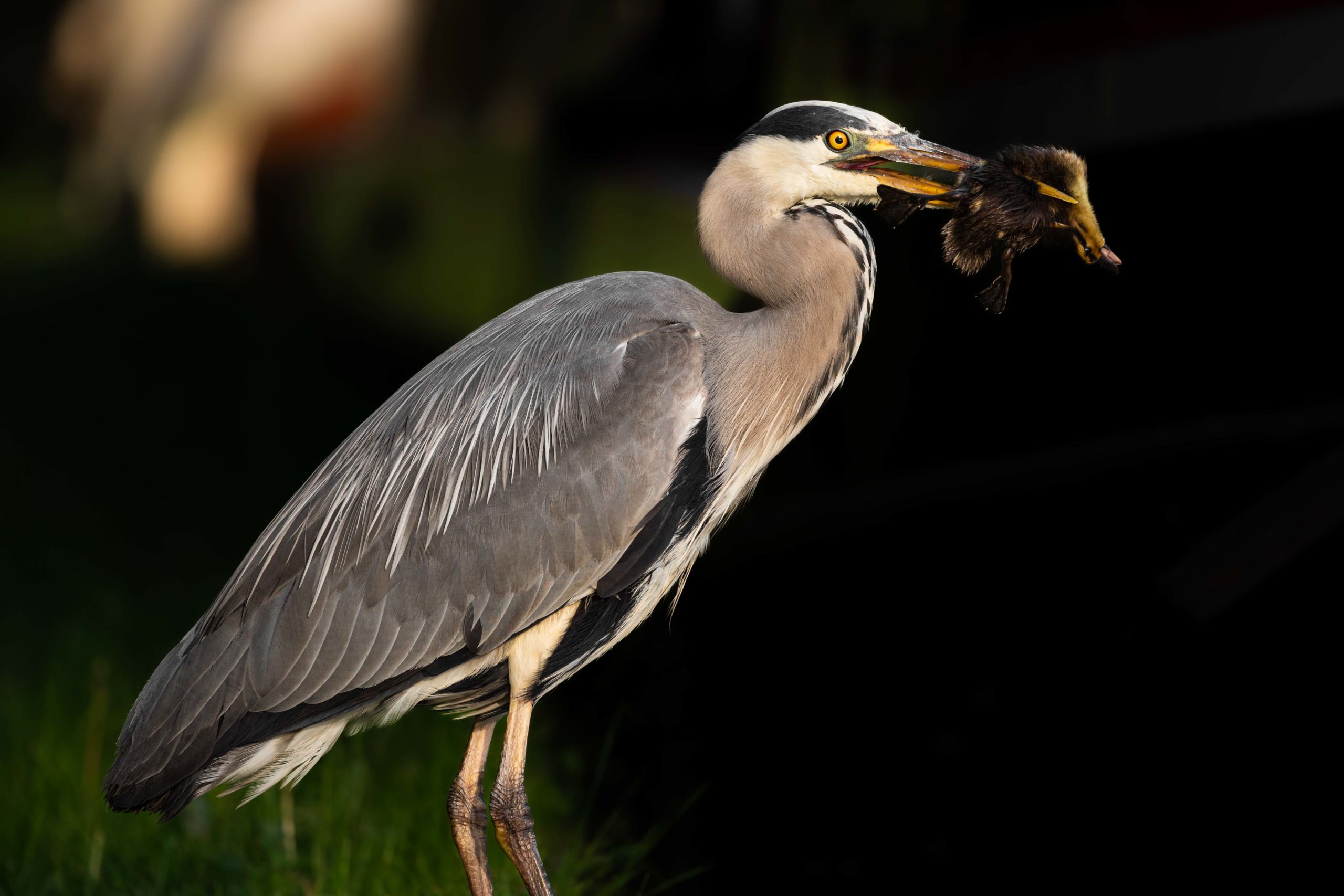 Grey Heron eating duckling